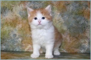 Male Siberian Kitten from Deedlebug Siberians